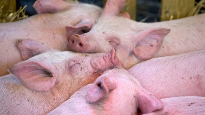 Coldiretti, subito indennizzi per aiutare le aziende