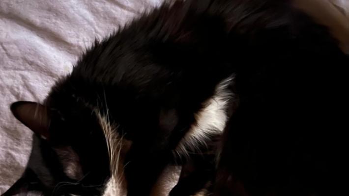 Medico usa la Tac per salvare il gatto, accertamenti dell'Usl