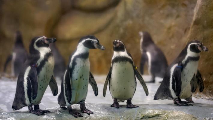 I dazi di Trump colpiscono anche isole disabitate con pinguini