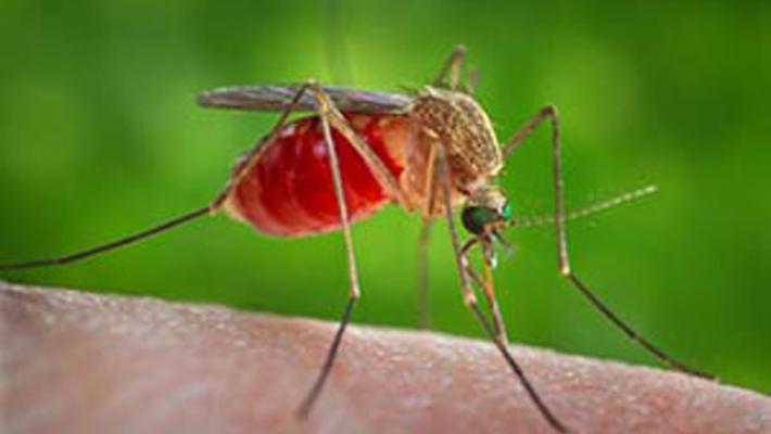 Altri due casi di West Nile confermati nel Lazio