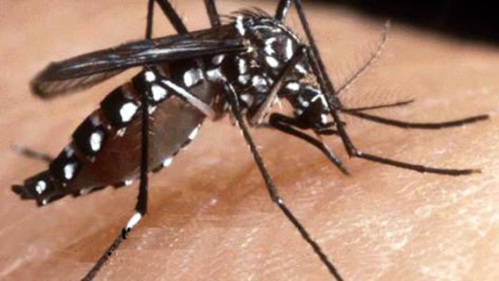 Arbovirosi, primo caso autoctono di Chikungunia in Veneto.