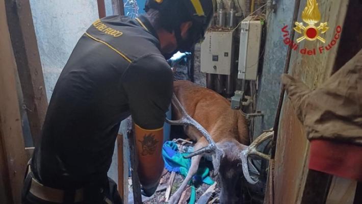 Cervo intrappolato sfonda tetto di ristorante a Camaldoli