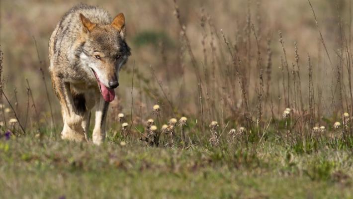 Wwf, lupo abbattuto è passo indietro per coesistenza con l'uomo