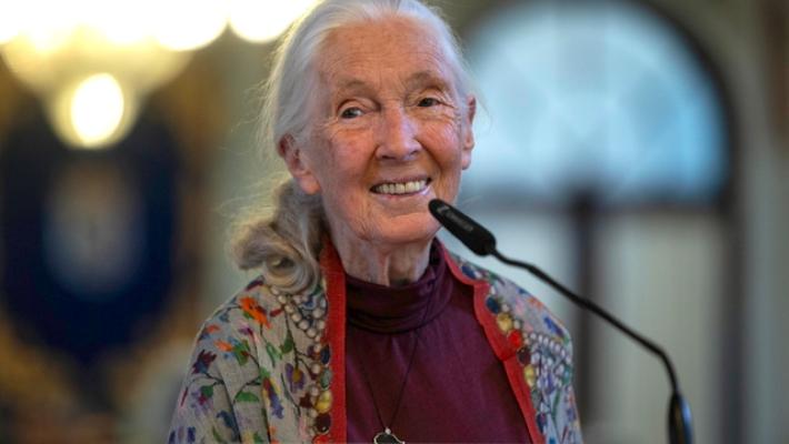 Morta a 91 anni la celebre etologa Jane Goodall