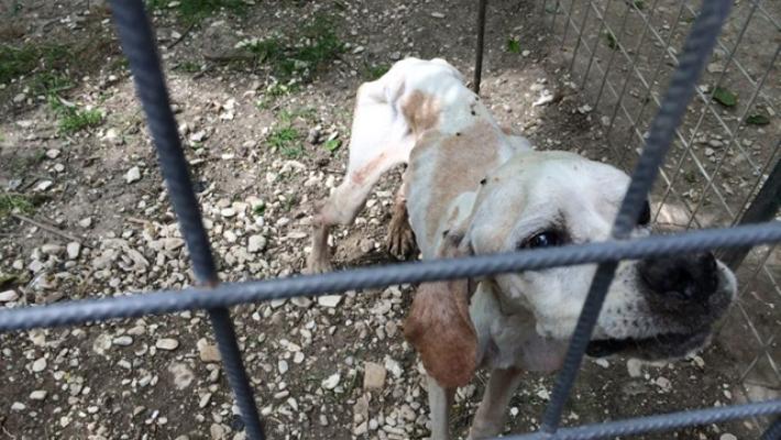 Enpa, da gennaio 3.441 procedimenti maltrattamento animali