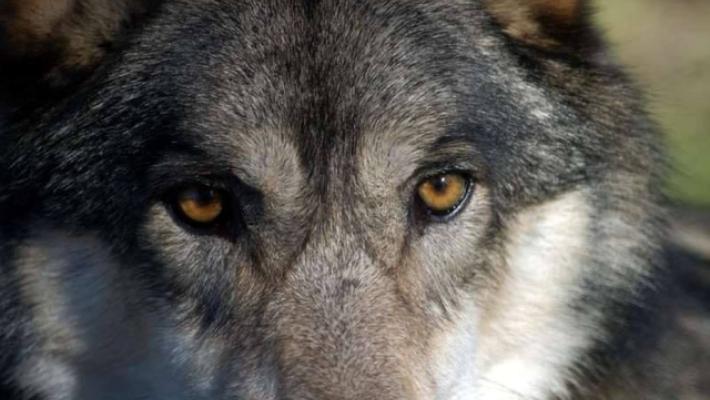 Wwf, 'preoccupante la situazione dei lupi in Italia'