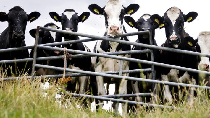 L'Ue propone nuove tutele per gli agricoltori sul Mercosur