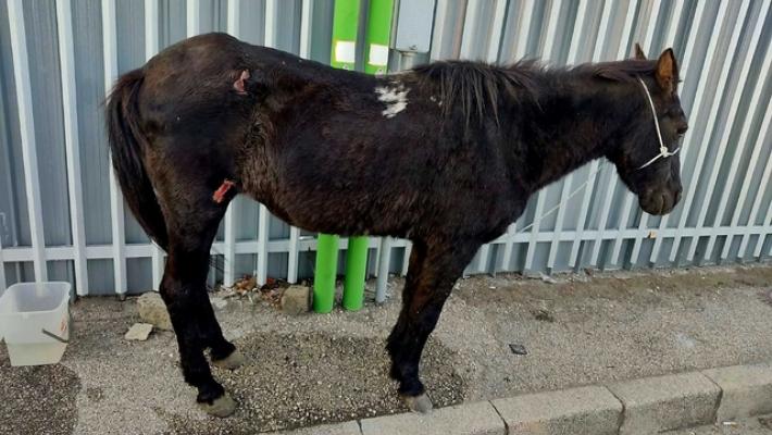 Abbandona cavallo ferito, denunciato ex consigliere comunale