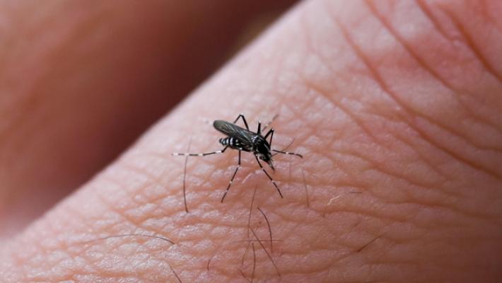 West Nile, i casi in Sardegna salgono a 39