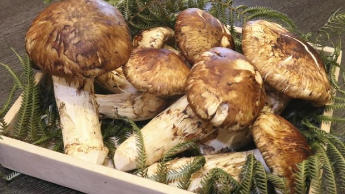 Giappone, otto funghi matsutake battuti all'asta per 4.850 euro