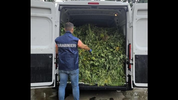 Maxi piantagione di marijuana nell'Oristanese, 9 arresti