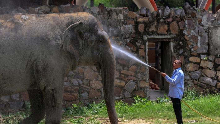 India, presenza di elefanti asiatici calata del 25% in 8 anni