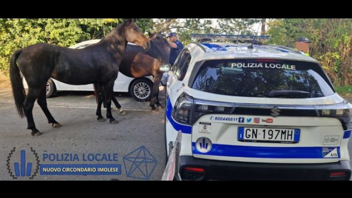 Cavalli in fuga a gara podistica Imola,vigili sventano pericolo