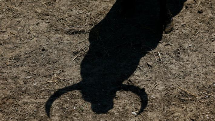 Toro scappa dal macello, è caccia in Brianza