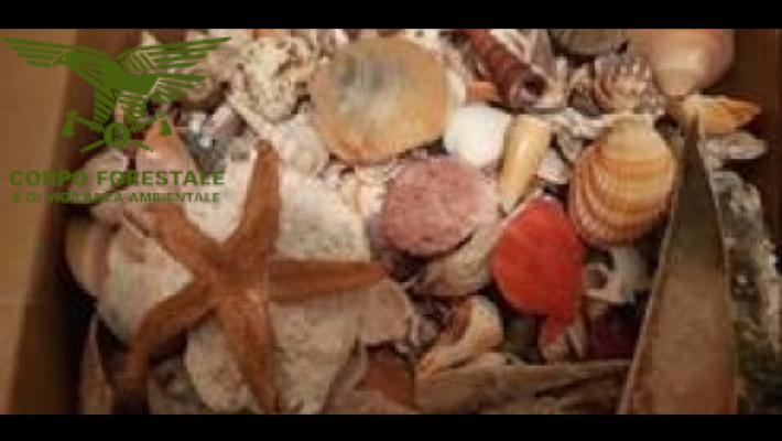 Tornano sulle spiagge sarde 900 kg di sabbia e conchiglie rubati