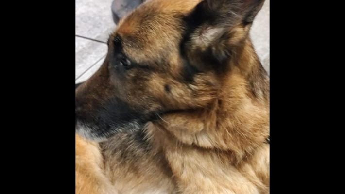 Dog sitter in bici, trascina il cane in catena per 6 km