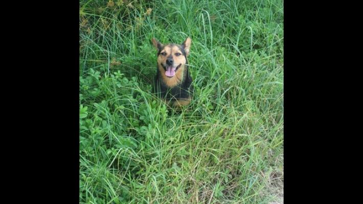 Leal, caccia è un pericolo, fucilata a un cane nel torinese