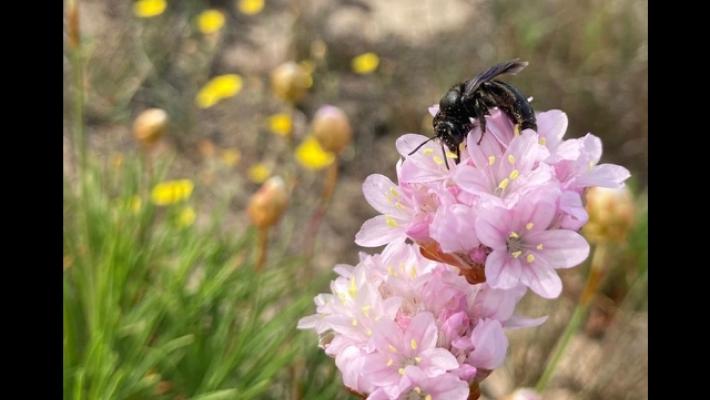 Una nuova specie di ape scoperta nel nord Sardegna