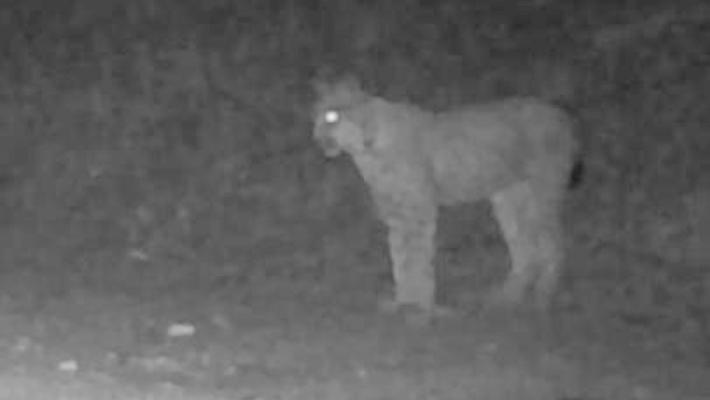 Terzo avvistamento di una lince nel Parco Gran Paradiso