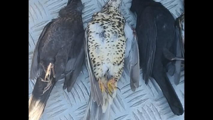 Associazioni a Mattarella, no emendamenti caccia in manovra