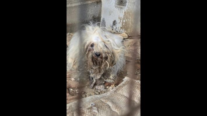 Cani rinchiusi in struttura lager tra topi morti, liberati