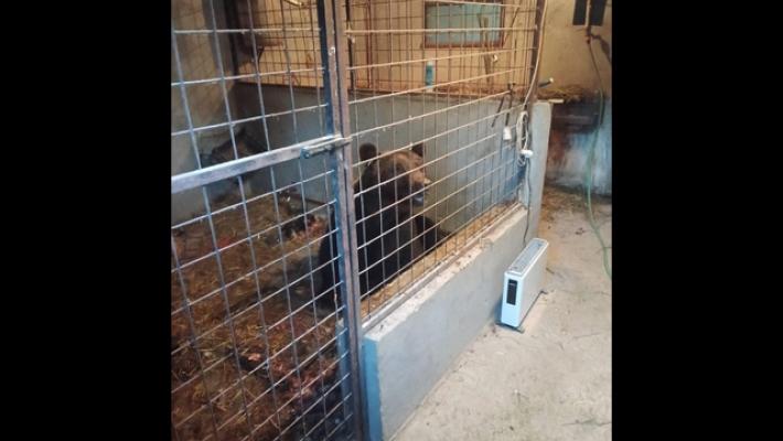 Un orso in stalla al posto delle galline, agricoltrice fugge