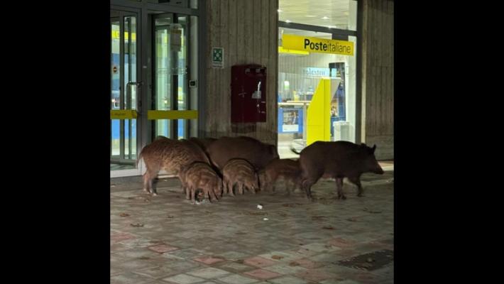 Famiglia di cinghiali 'passeggia' in centro a Vibo Valentia