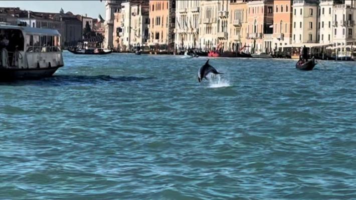Un delfino a Venezia, 'non avvicinatevi'