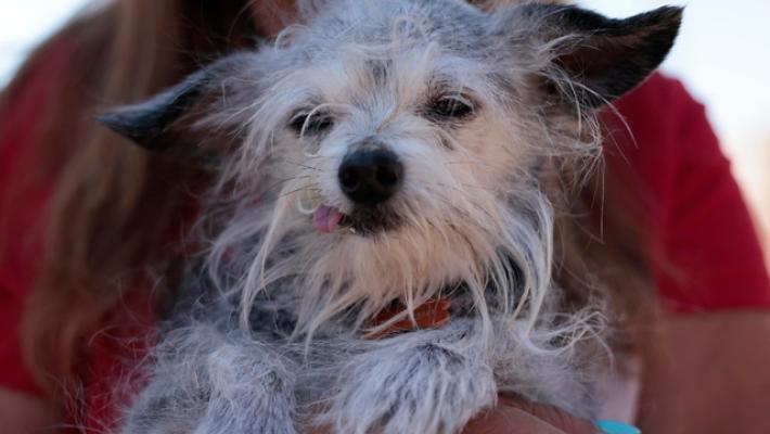 Tar, nulla ordinanza divieto accesso cani in aree giochi