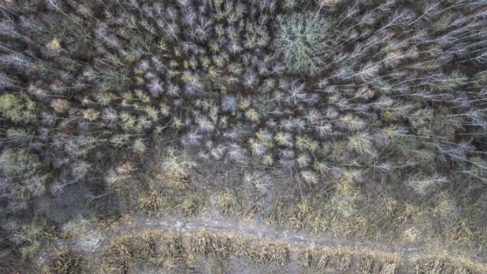 "Salviamo la famiglia nel bosco": oltre 7mila firme online