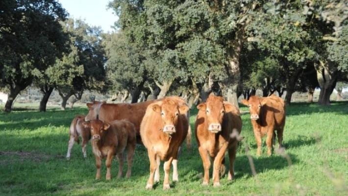 Dermatite bovina: Coldiretti,Ue revoca blocco bovini da Sardegna
