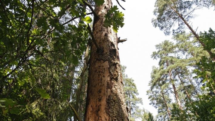 Avvocato famiglia nel bosco, 'falsità, faremo ricorso'