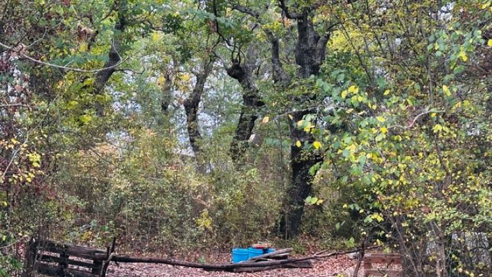 Famiglia nel bosco: sindaco, visite mediche per bambini