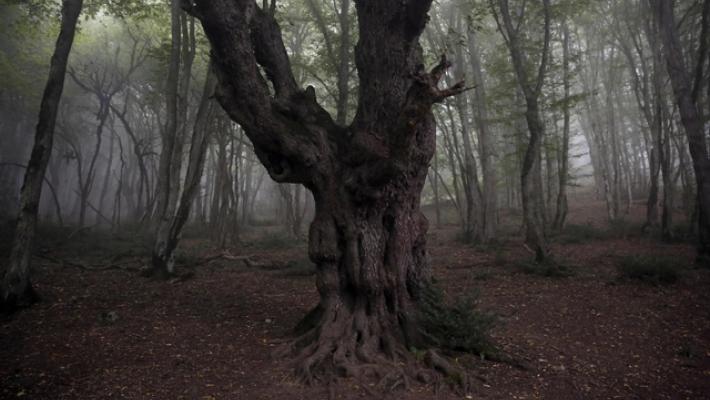 Foreste patrimonio Unesco in fiamme, Iran chiede aiuto estero