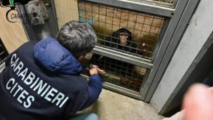 Sequestrato scimpanzè tenuto in casa, era legato a una catena