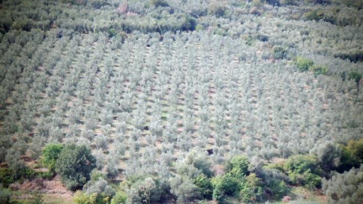 Piano Ue per la Bioeconomia, nel 2026 al via alleanza industrie