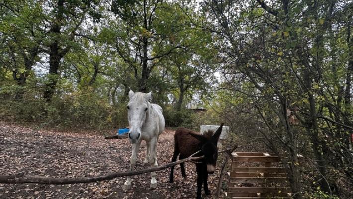 Famiglia nel bosco, Nathan non ha visto i figli in questi giorni