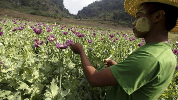 Onu, Myanmar è oggi la più grande fonte mondiale di oppio