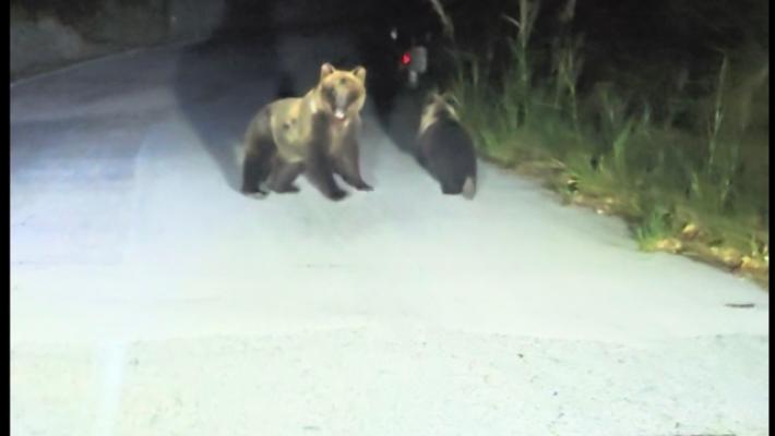 Insegue in auto un'orsa sulla statale, denunciato nell'Isernino