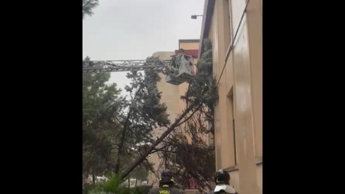 Maltempo nel nord Barese, disagi e alberi crollati