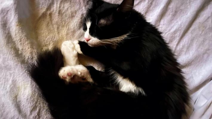 Tac al gatto in ospedale, chiesti tre rinvii a giudizio