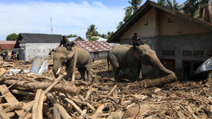 L'Indonesia manda gli elefanti per rimuovere le macerie dopo le inondazioni