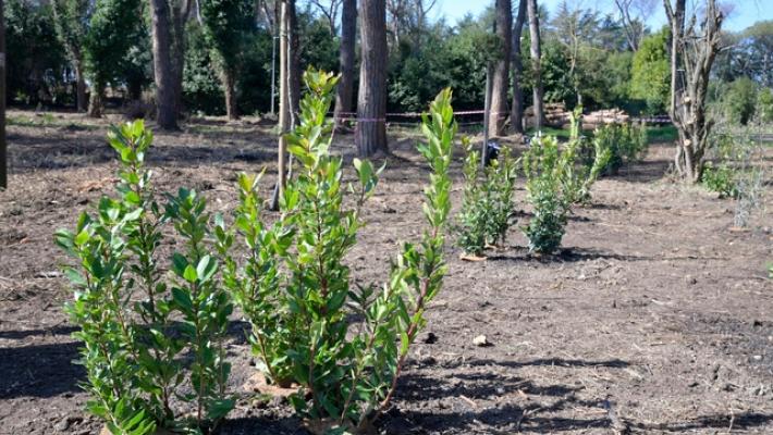 Dall'oliveto urbano ai parchi, a Roma i cittadini si prendono cura del verde