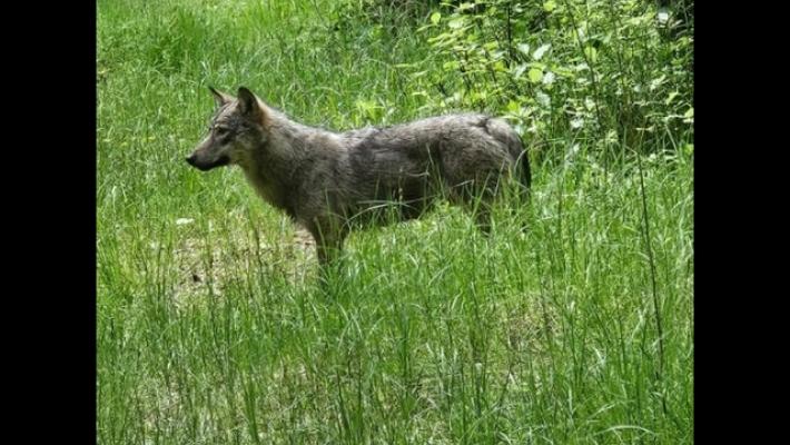 Leal contro il declassamento del lupo, pregiudizio grave e irreparabile