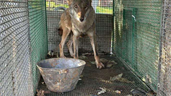 Traffico di droga, anche un lupo selvatico trovato in una gabbia