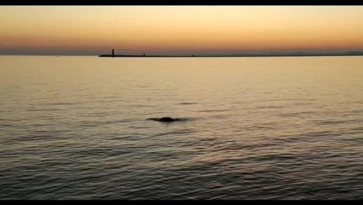 Dopo il delfino una foca monaca avvistata in Laguna Venezia