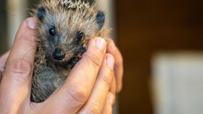 Centro di recupero la Ninna, a rischio la sopravvivenza dei ricci