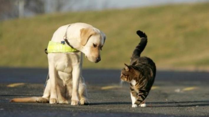 Sono 10 milioni le famiglie che hanno in casa un cane o un gatto