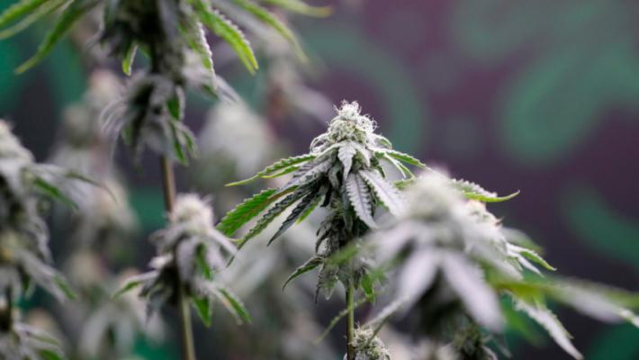 Trump allenta le restrizioni sulla marijuana a scopi medici