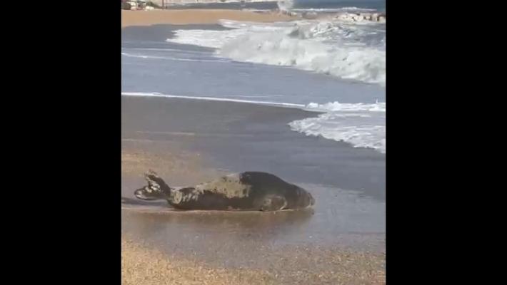 Una foca monaca avvistata sulla spiaggiola di Numana